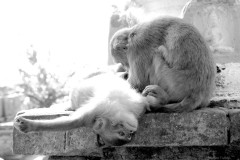 Kathmandu, temple monkeys