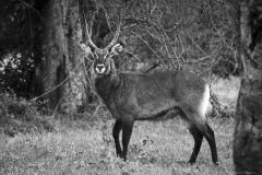 Kenya antilope