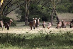 Kenya antilopes