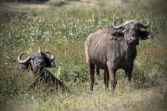 Kenya buffaloes and bird