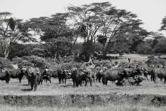Kenya, buffaloes