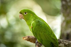 Brazil Iguacu, bird