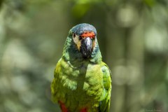 Brazil Iguacu, bird