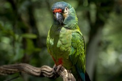 Brazil Iguacu, bird