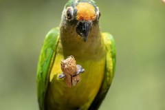 Brazil Iguacu, bird