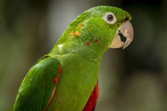 Brazil Iguacu, bird