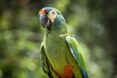 Brazil Iguacu, bird