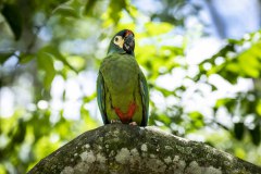 Brazil Iguacu, bird