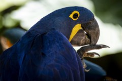 Brazil Iguacu, bird