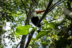 Brazil Iguacu, bird