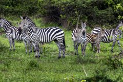 Uganda, zebra family