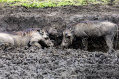 Uganda warthogs