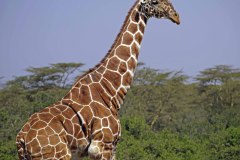 Uganda, giraffe