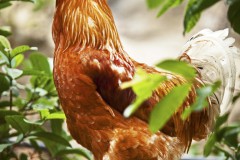 Guatemala, rooster