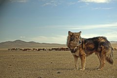 Mongolian herding dog