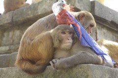 Kathmandu, temple monkeys