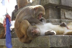 Kathmandu, temple monkeys