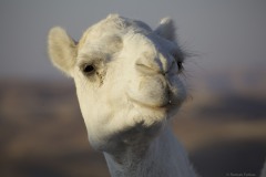 Westbank camel