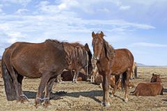 Mongolia, horses in savannah