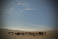 Mongolian horses