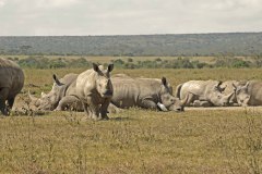 Uganda, rhino midday nap