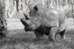 Uganda, rhino