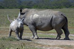 Uganda, Rhino big and small