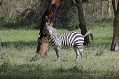 Uganda, zebra under the tree