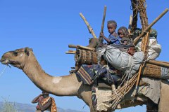 Ethiopia, Afar children with  household on camel