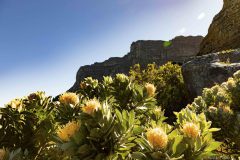 Cape Town, table mountain flowers