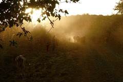 Ethiopia, cows on dusty road