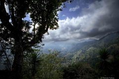 Guatemala, fog forest