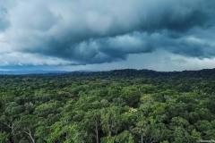 Guinea-rainforest