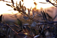 Sardinia, olive trees