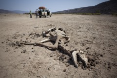 Ethiopia, Afar desert, camel