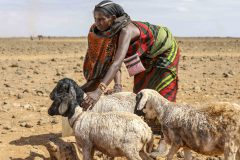 Kenya, Marsabit nomad woman and sheep