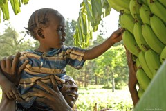 Ethiopia, Konso, Geletu picking banana